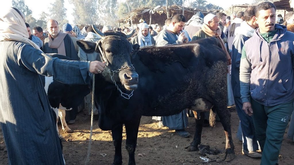 نقيب الفلاحين: الركود يضرب سوق المواشي