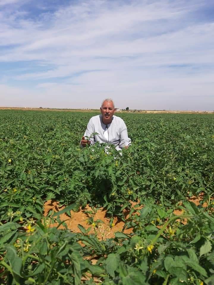 نقيب الفلاحين: انتبهوا سعر كيلو الطماطم ايبقي اعلي من سعر كيلو المانجو خلال الأيام القادمة