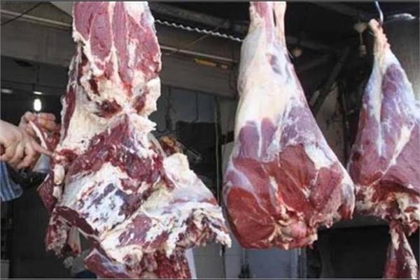 نقيب الفلاحين يتوقع إرتفاع اسعار اللحوم الحيه خلال ايام