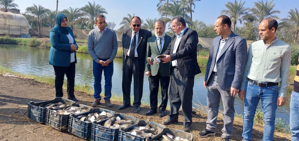 انطلاق موسم حصاد السمك البلطي بالمزارع السمكية المفتوحة بكلية الزراعة بمشتهر