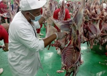 البعثة البيطرية المصرية للهدي والأضاحي تتلقى رسالة شكر من السلطات السعودية لجهودها في إنجاح الموسم