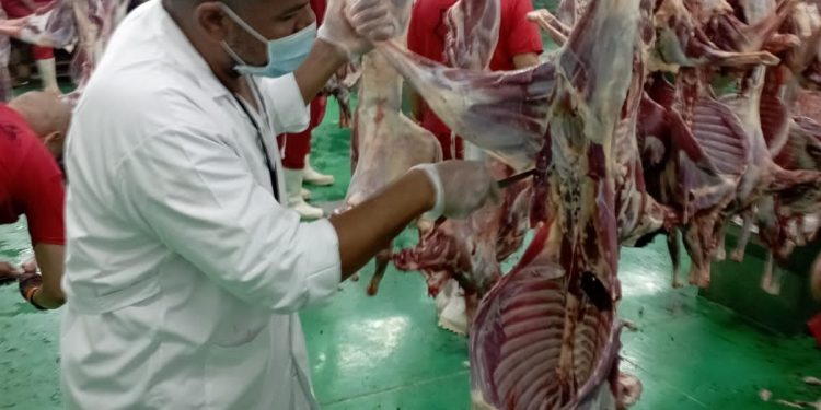 البعثة البيطرية المصرية للهدي والأضاحي تتلقى رسالة شكر من السلطات السعودية لجهودها في إنجاح الموسم