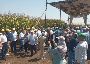 الزراعة تتابع الحقول الارشادية وتشهد فعاليات يوم الحقل السنوي للذرة الشامية