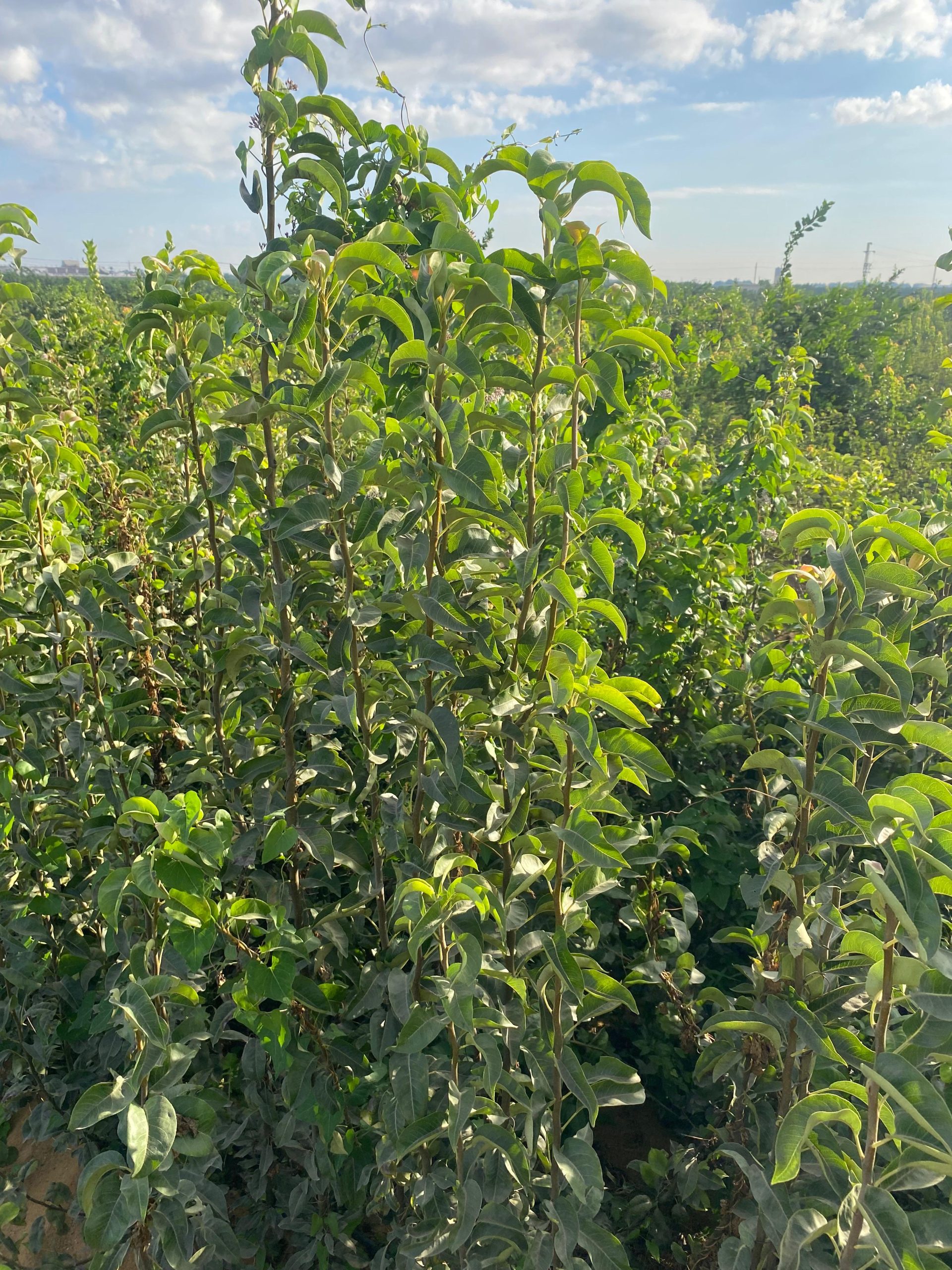 أصول الخوخ والبرقوق مطعومه علي اصل اجرونيما