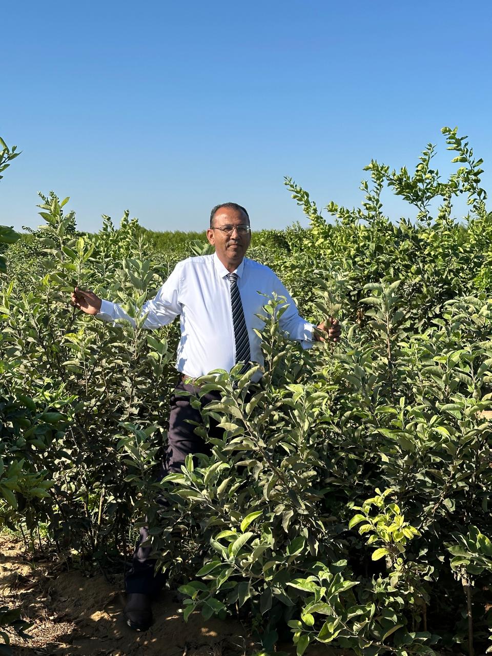 كمثري إيرلي علي اصل بيتشفوليا موسم ٢٠٢٥