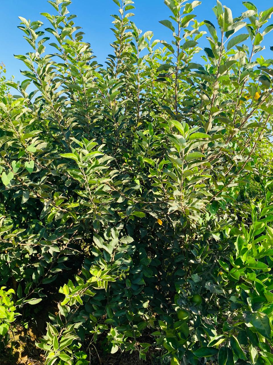 شجرة تفاح Mm101 عمر سنتان