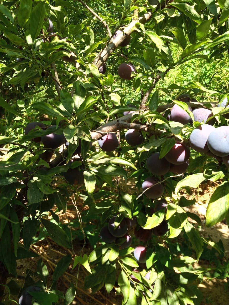 ثمار برقوق عمر ٣ سنوات