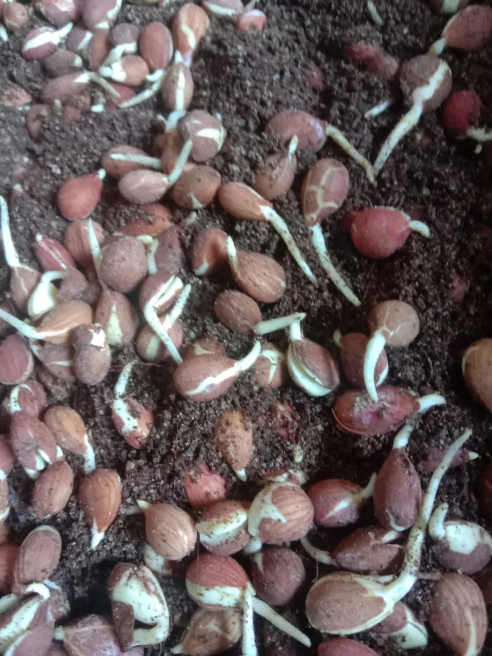 نسبة تنبيت بذور اجرونيما