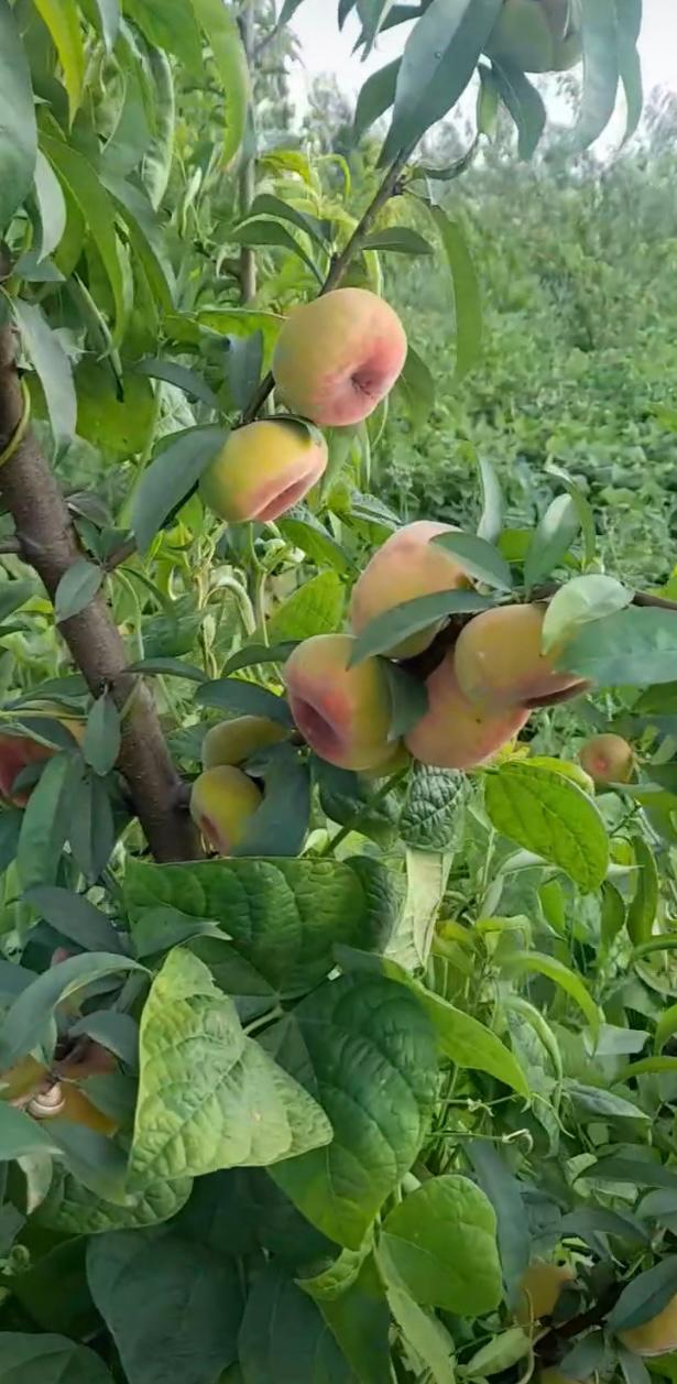 ثمار خوخ طعمية