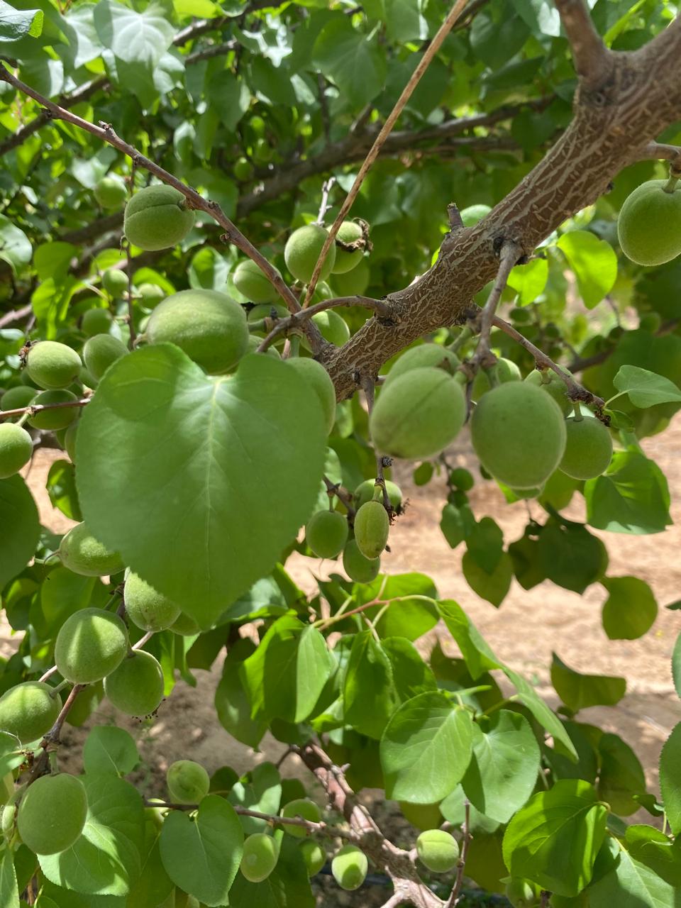 ثمار مشمش تركي ٢