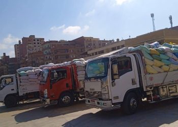 الذهب الأصفر يتدفق بصوامع القليوبية . توريد ما يقارب ٤٦ ألف طن من القمح المحلي بالقليوبية