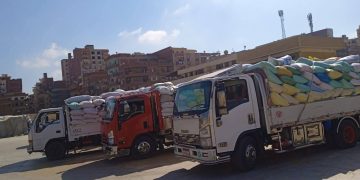 الذهب الأصفر يتدفق بصوامع القليوبية . توريد ما يقارب ٤٦ ألف طن من القمح المحلي بالقليوبية