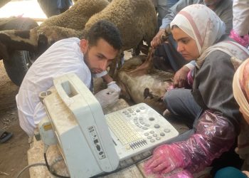 جامعة بنها تنظم قافلة بيطرية مجانية بقرية أجهور الكبرى بطوخ