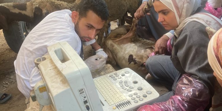 جامعة بنها تنظم قافلة بيطرية مجانية بقرية أجهور الكبرى بطوخ
